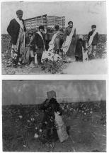 Family Picking Cotton 