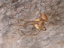 Protective Spider Guarding her Egg Sac